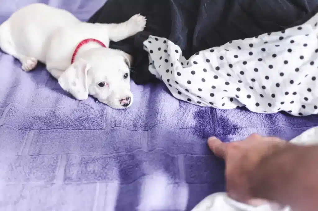 Dites adieu aux taches de pipi de chien : un guide complet pour nettoyer facilement les couettes 1 trace de pipi chien01